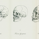 An illustration of skulls in Blumenbach’s work describing five supposed “races.”
